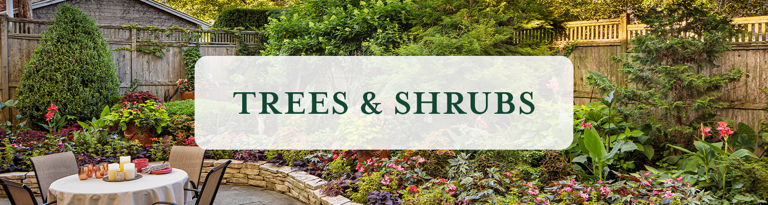 Trees & Shrubs