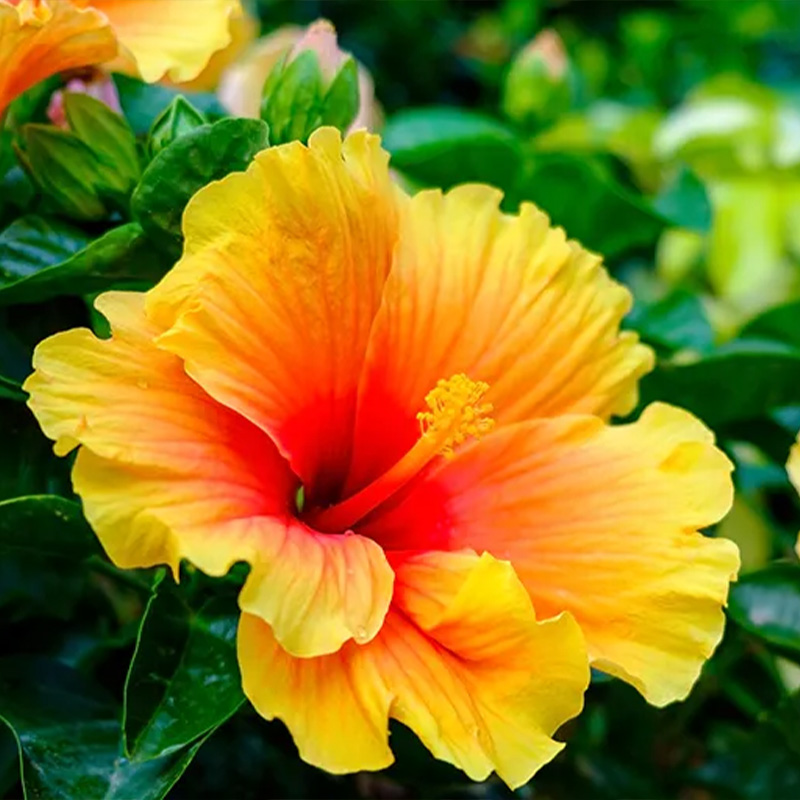 Hibiscus
