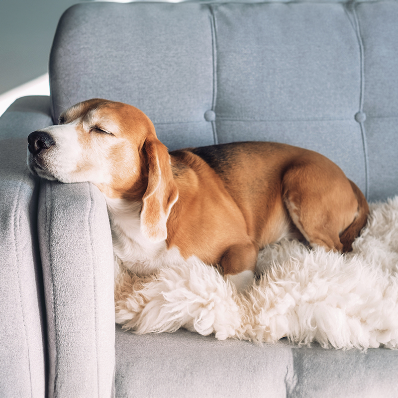 Calming Pet Treats