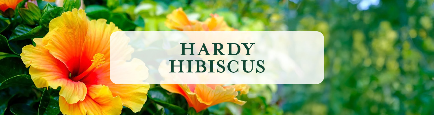 Hardy Hibiscus