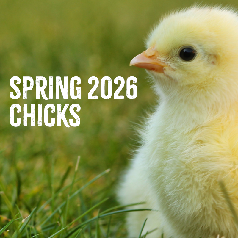 Spring 2026 Chicks