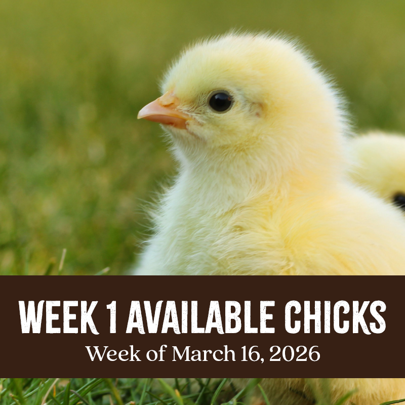 Week 1 Chicks