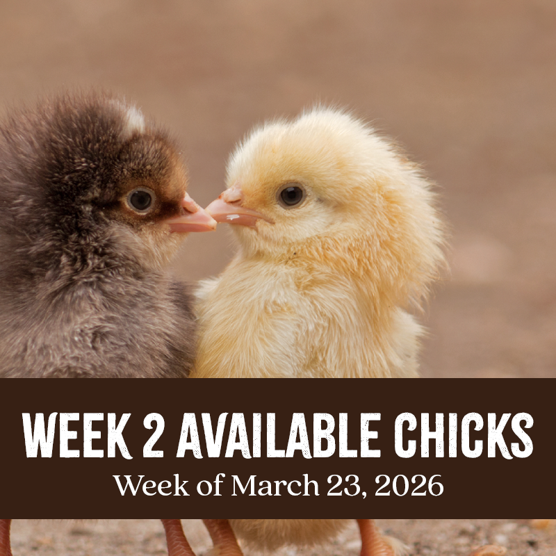 Week 2 Chicks
