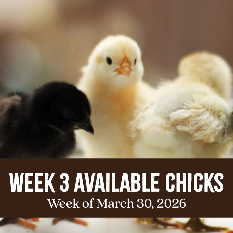 Week 3 Chicks 