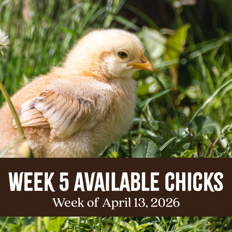 Week 5 Chicks