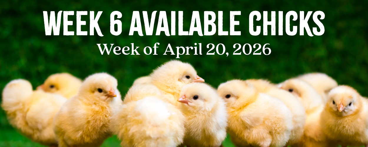 Week 6 Chicks