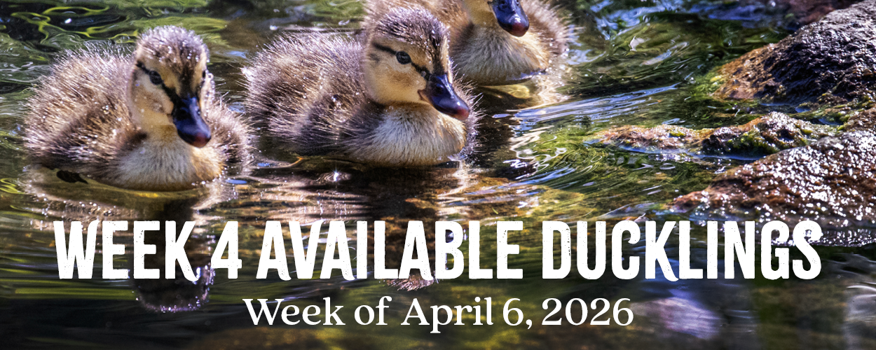 Week 4 Ducklings