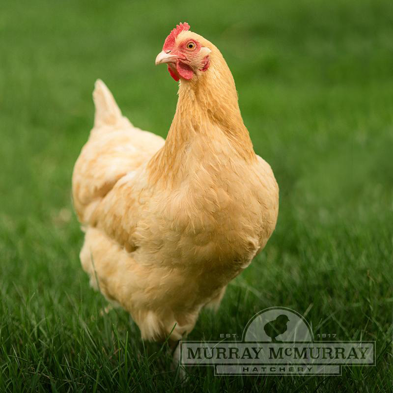 Buff Orpington Chick