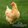 Buff Orpington Chick