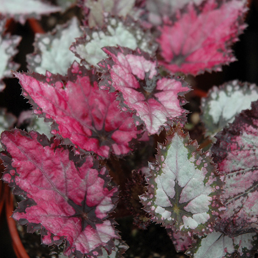 Begonia